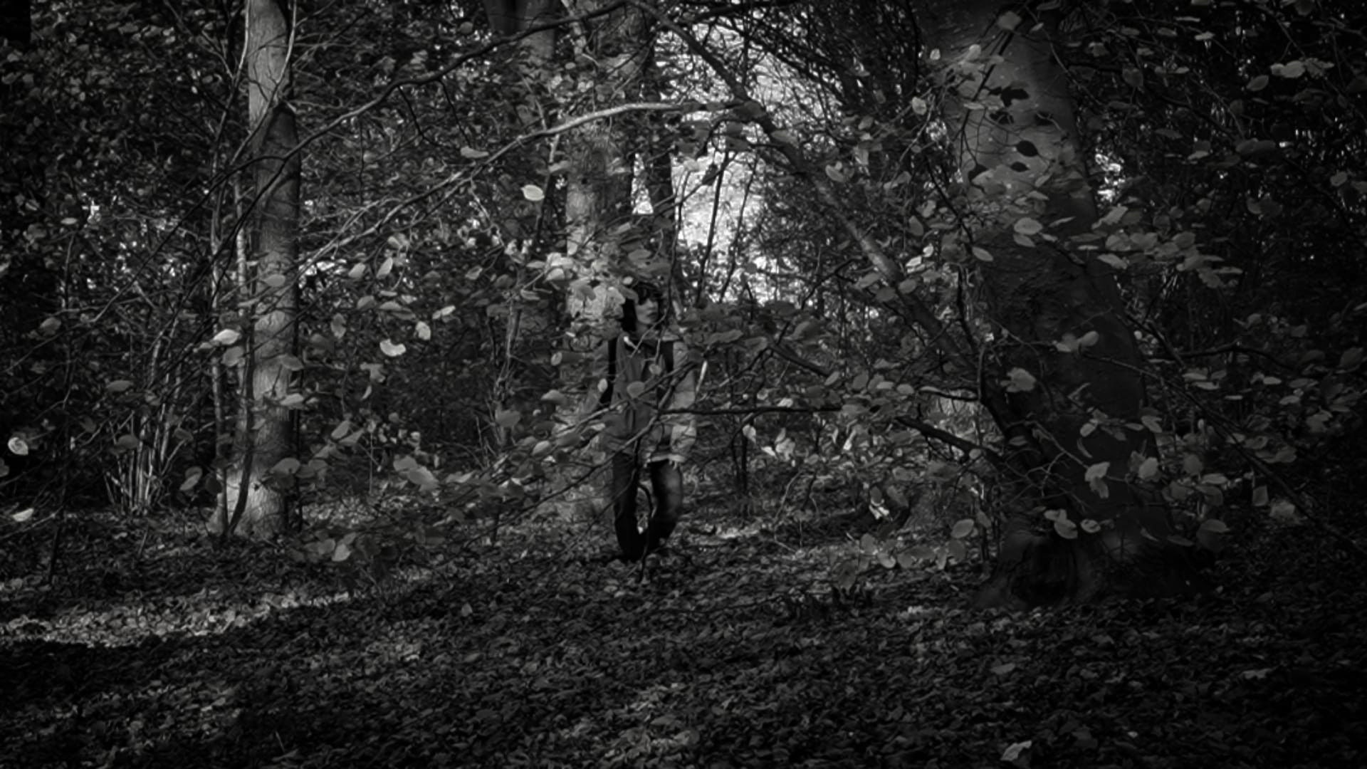 Backdrop for the forest of great mystery and emptiness