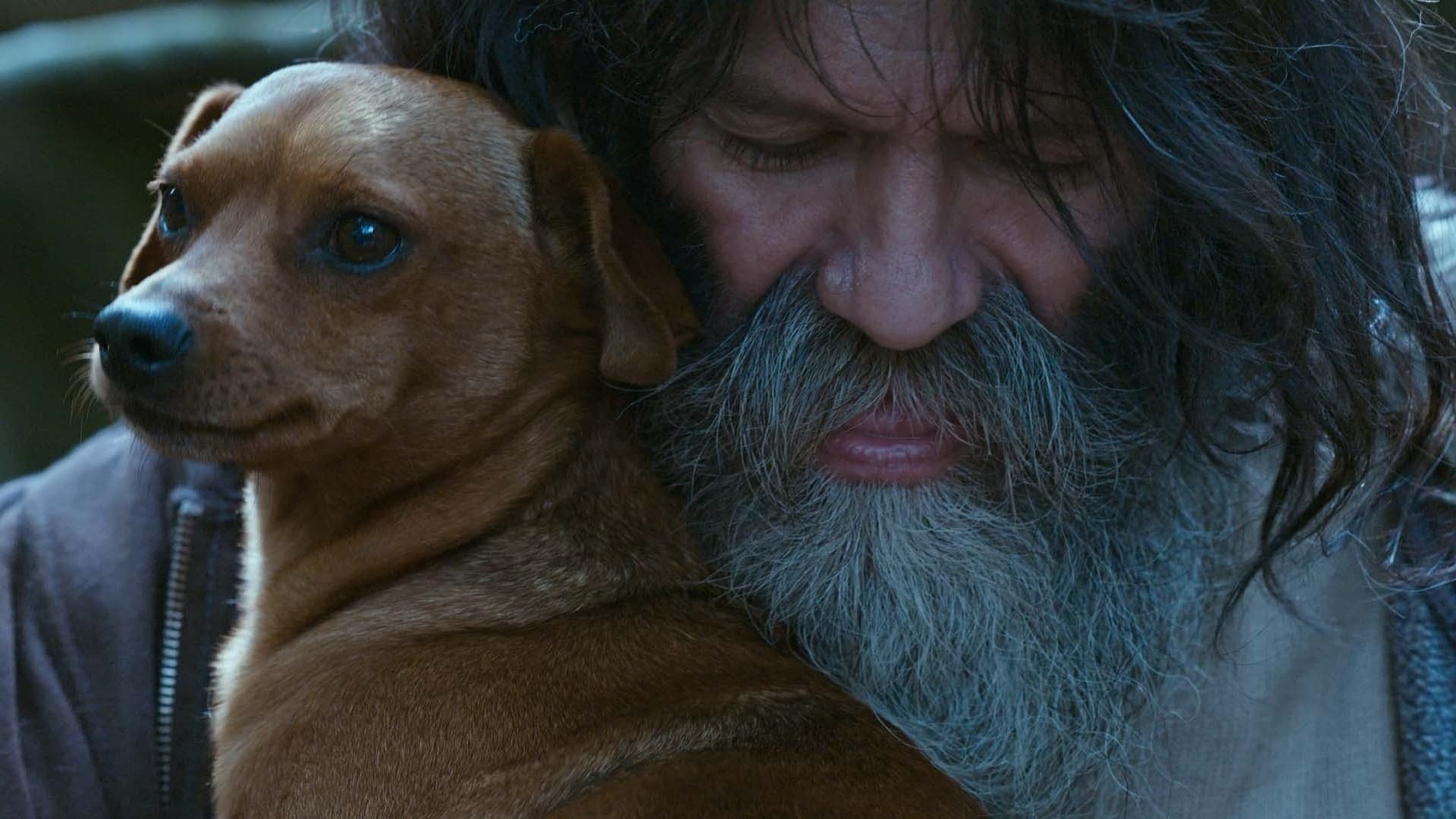 Backdrop for Pack of Dogs