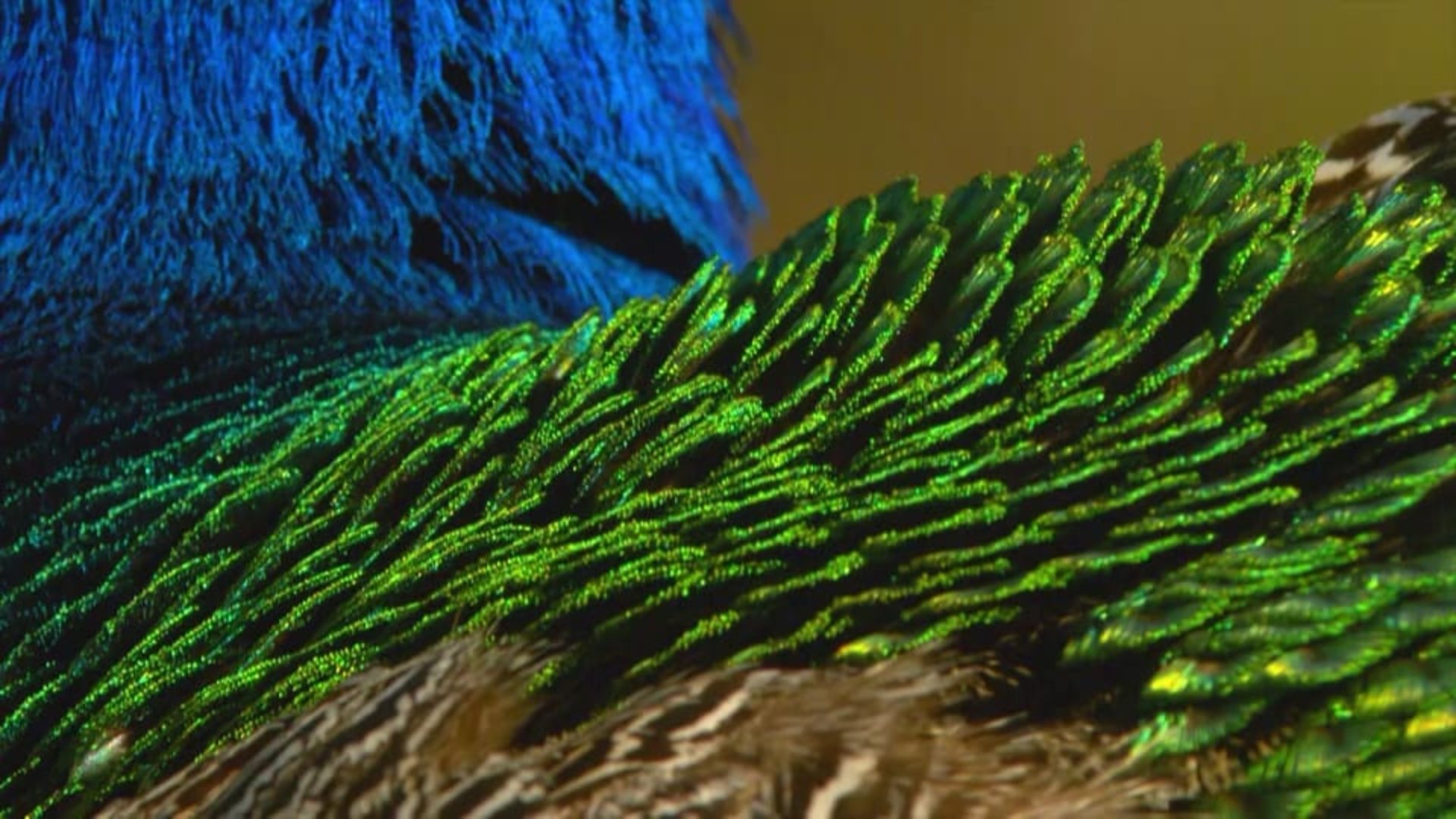 Backdrop for Die Kleiderordnung der Tiere - Wer trägt was und warum