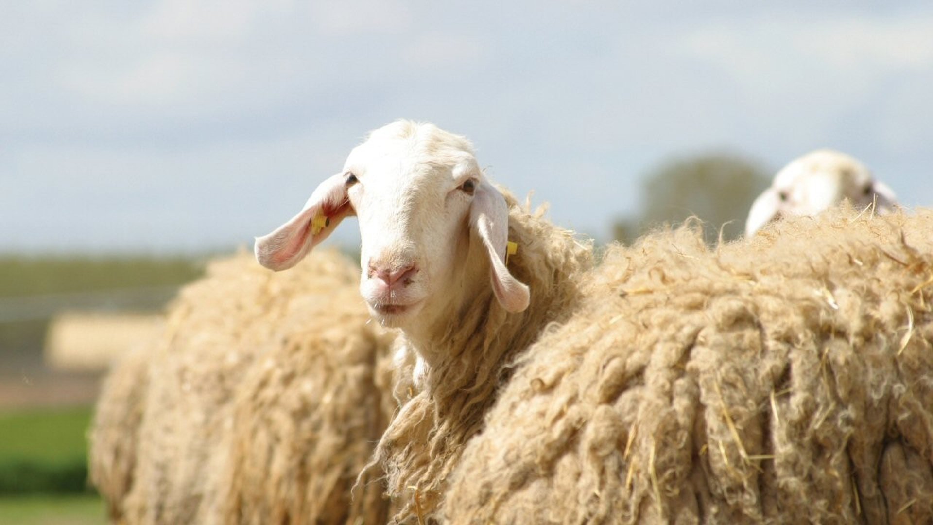 Backdrop for Sweetgrass