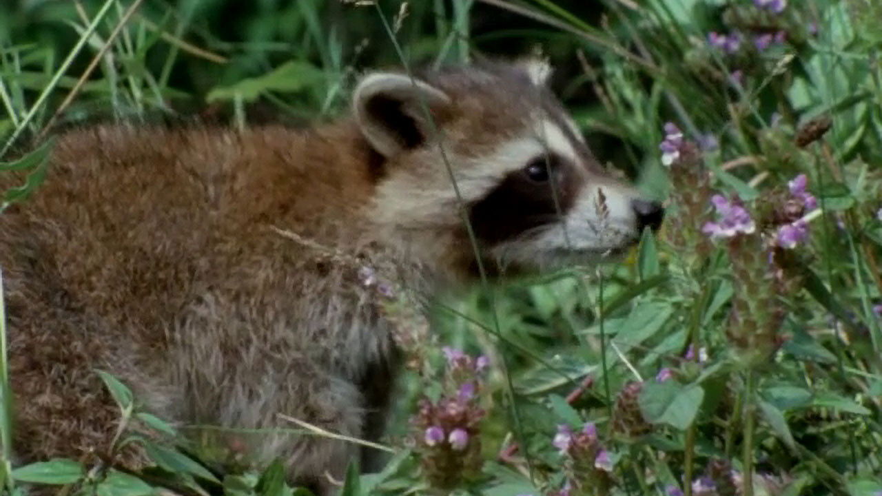 Backdrop for Adventures