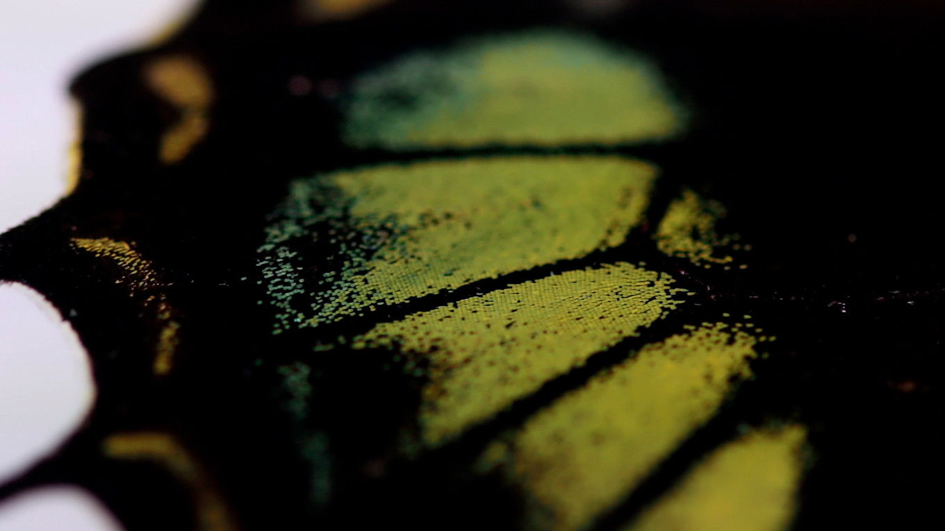 Backdrop for Oh Butterfly, What Do You Dream of When You Flap Your Wings?