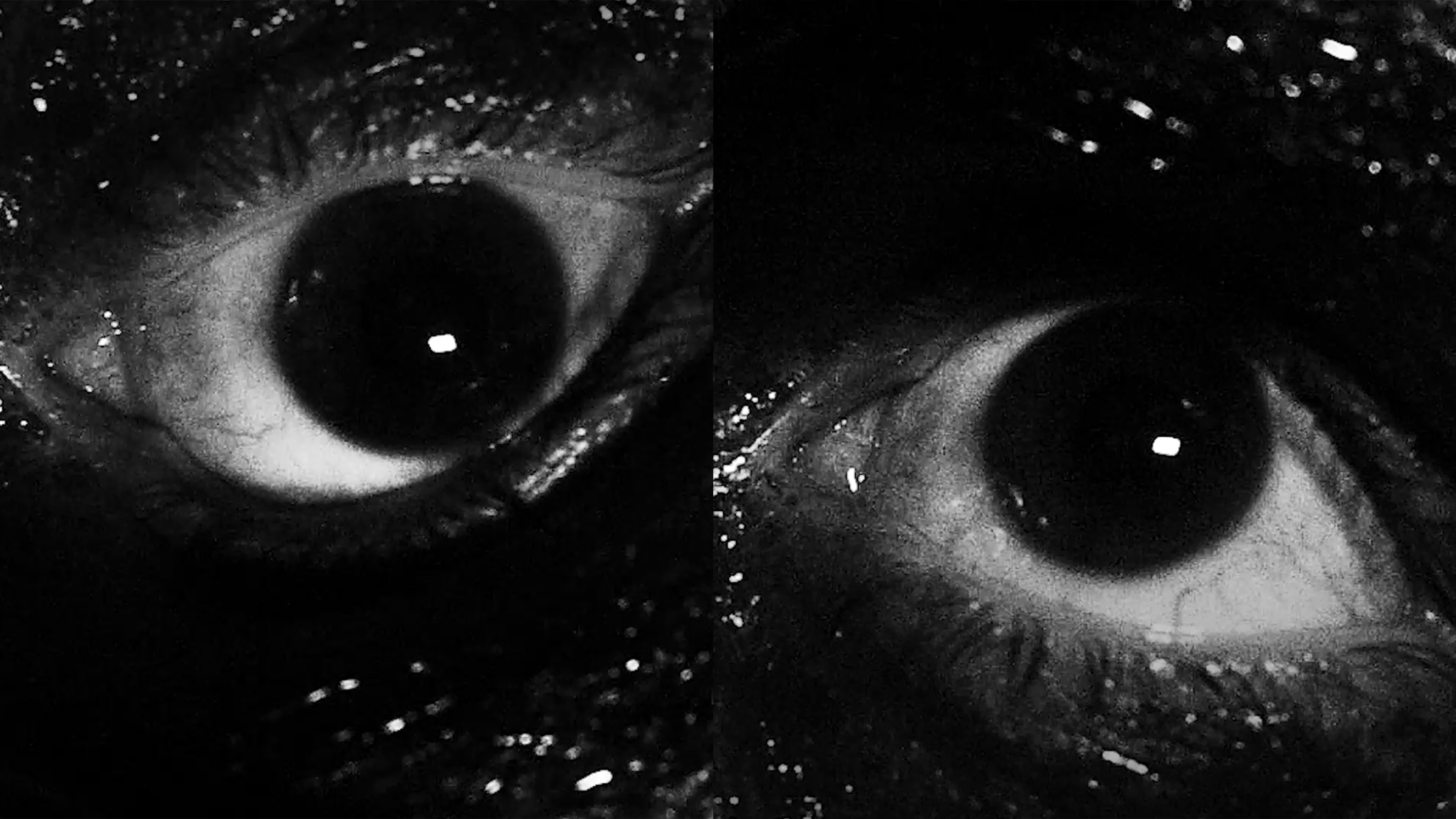 Backdrop for cat vs rat