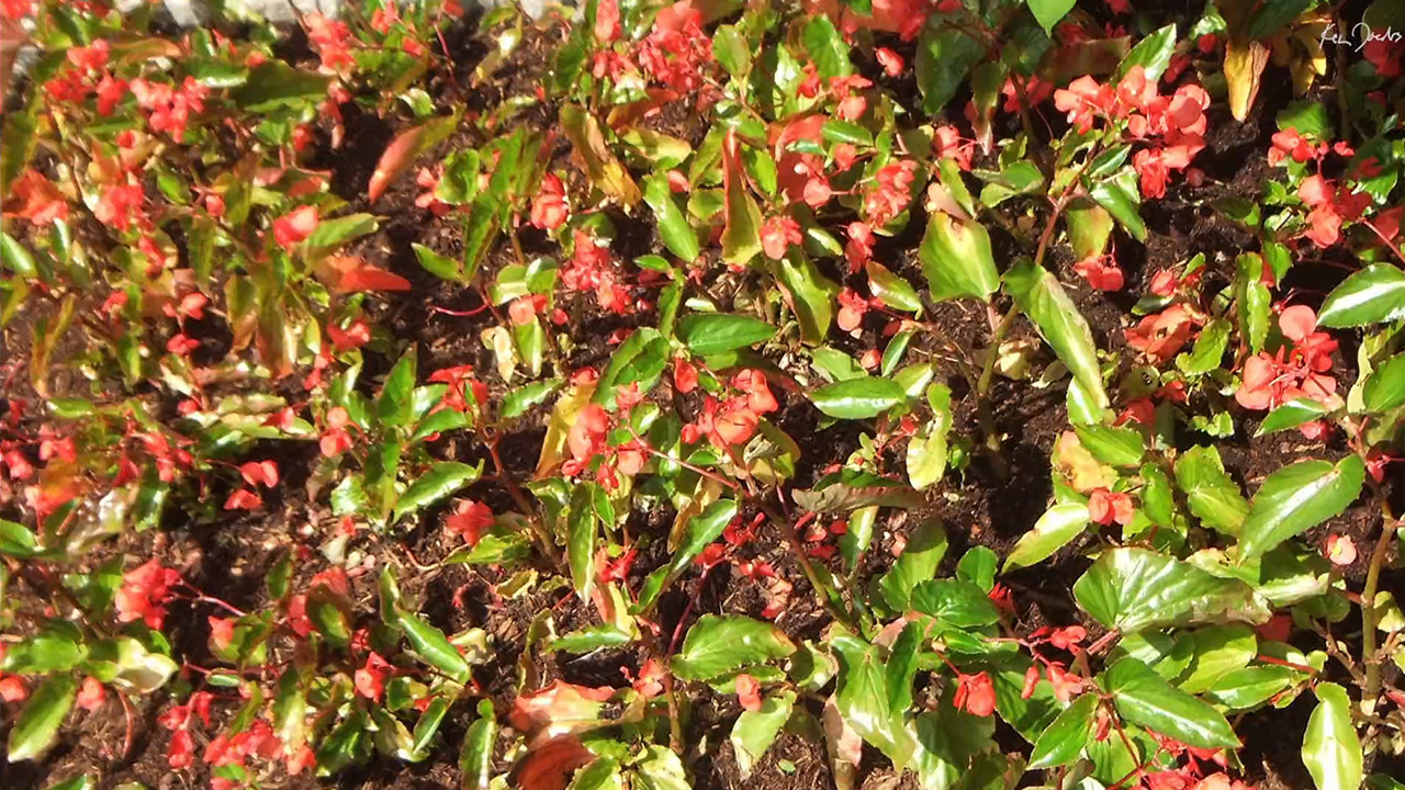 Backdrop for Red Green