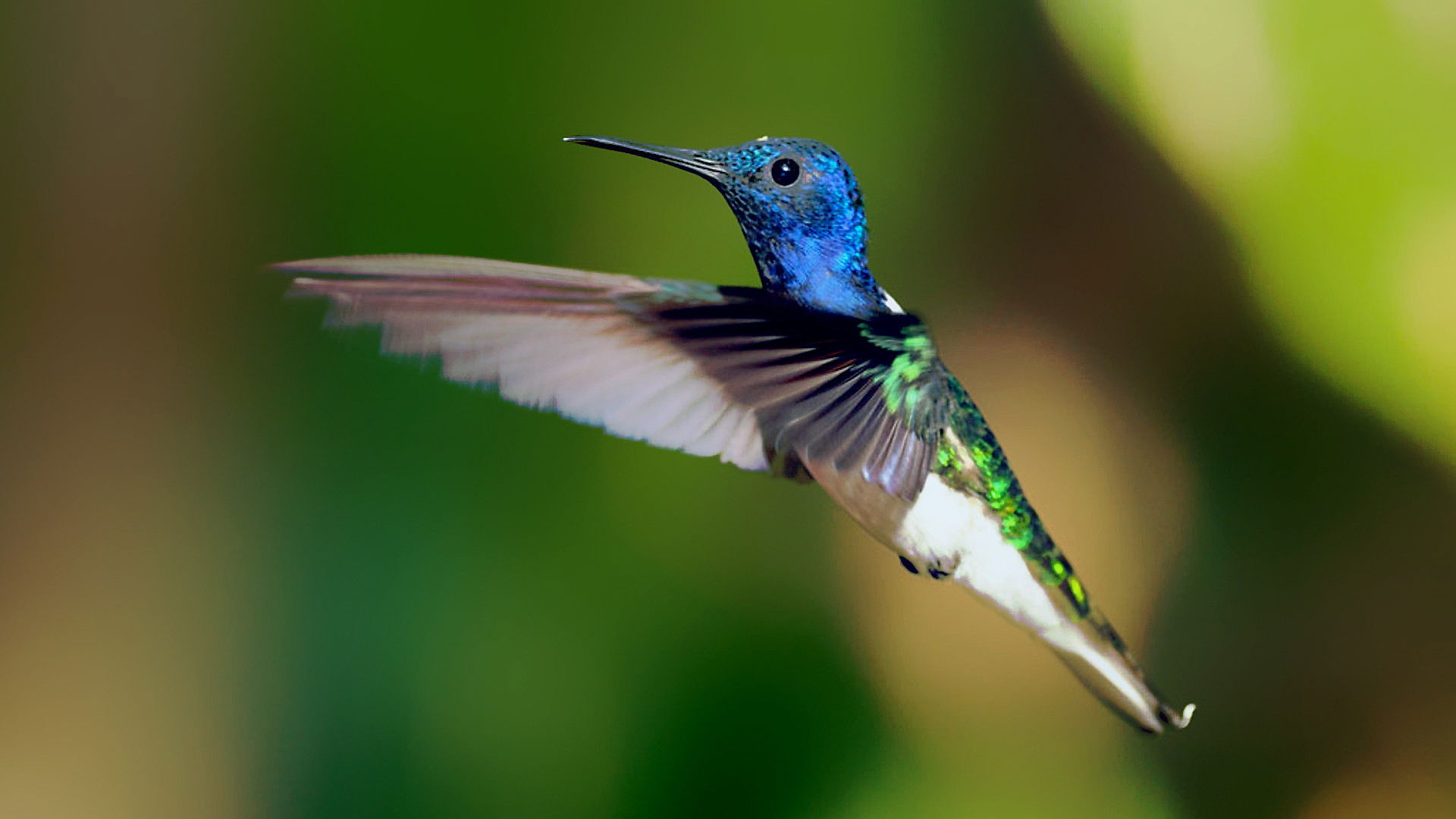 Backdrop for Secrets of Our Living Planet