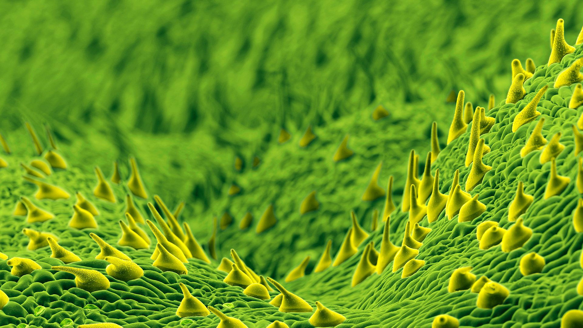 Backdrop for The Secret Genius of Plants