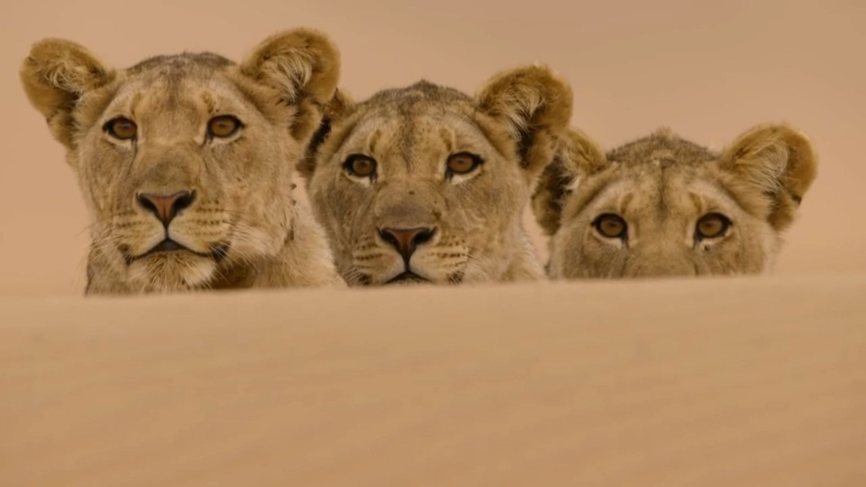 Backdrop for Desert Lions of the Namib - Departure and Return