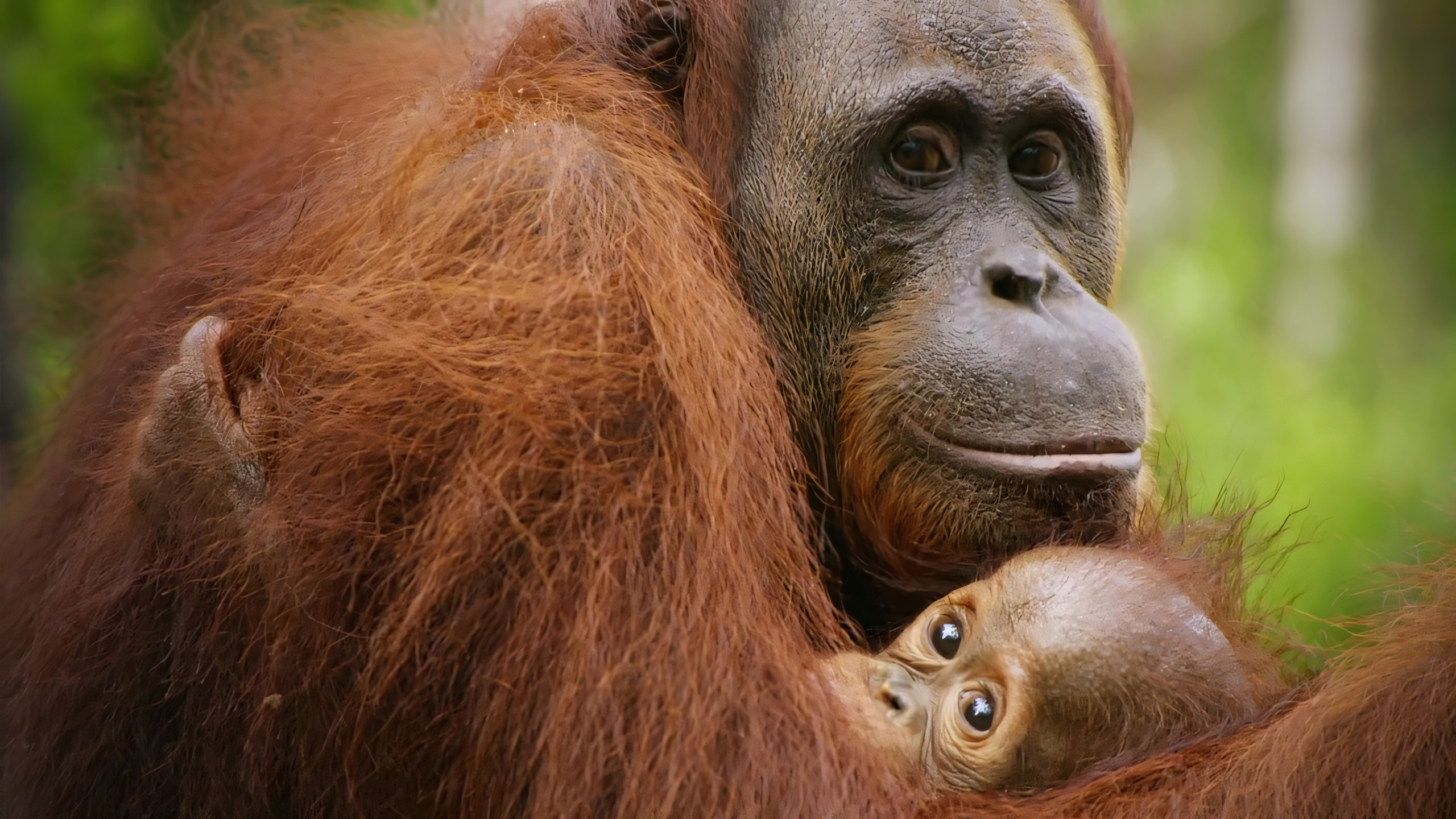 Backdrop for Red Ape: Saving the Orangutan