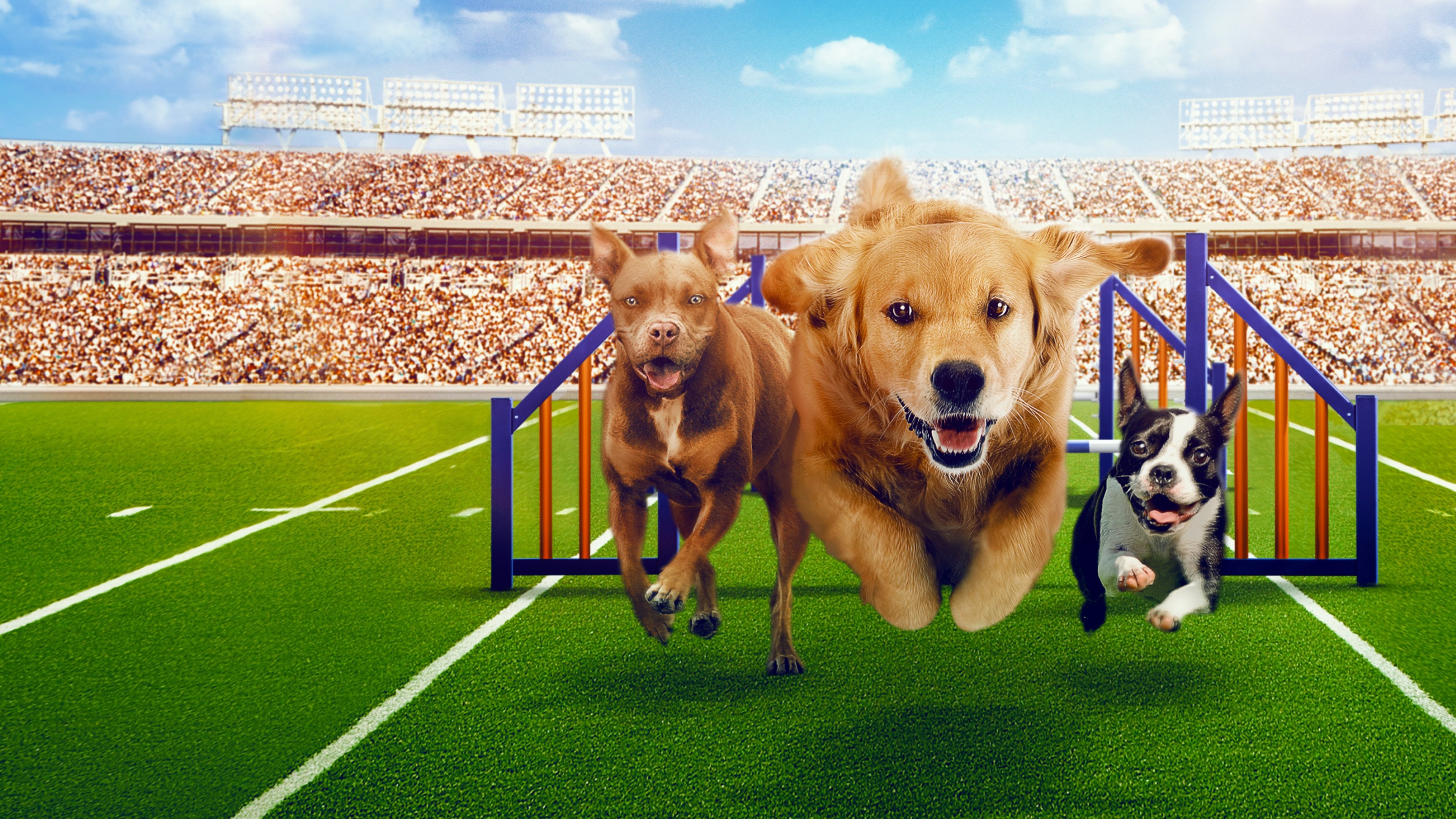 Backdrop for Puppy Bowl Presents: The Dog Games