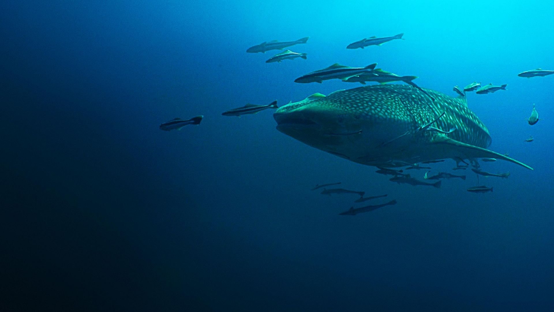 Backdrop for Mysteries of the Mekong