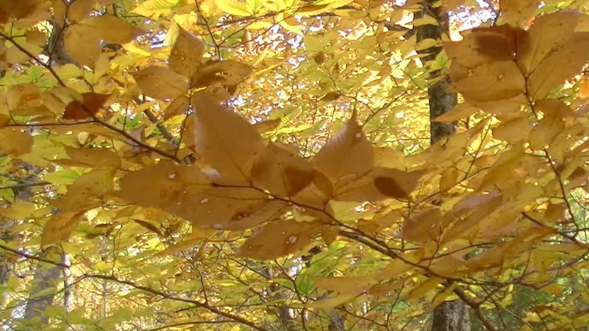 Backdrop for New Hampshire Seasons