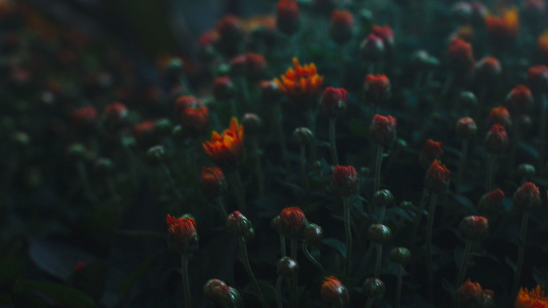 Backdrop for Echoes of the City