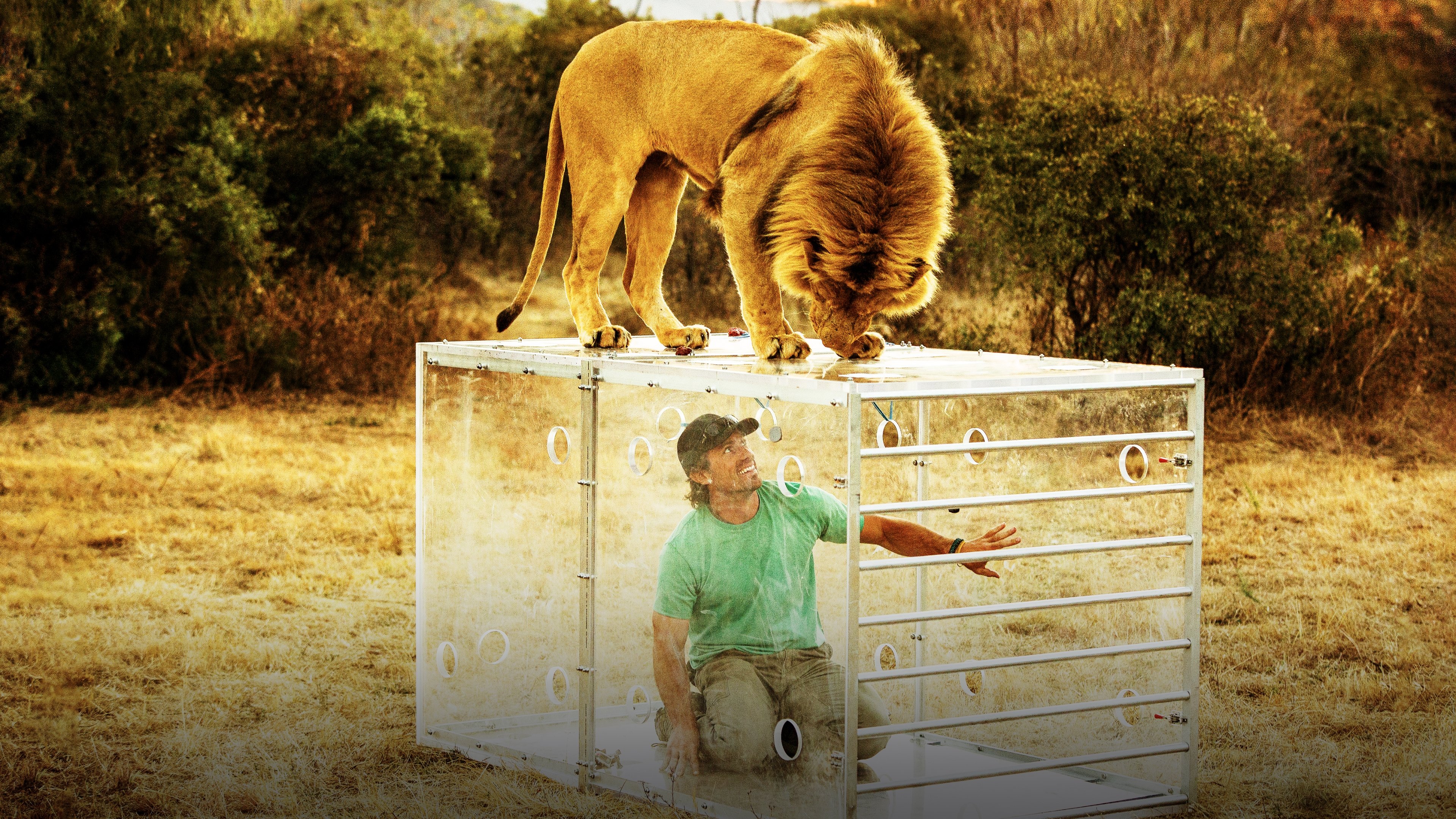 Backdrop for Man V. Lion