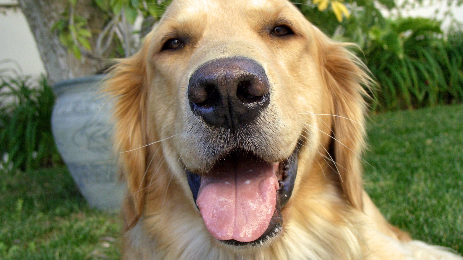 Backdrop for And Man Created Dog