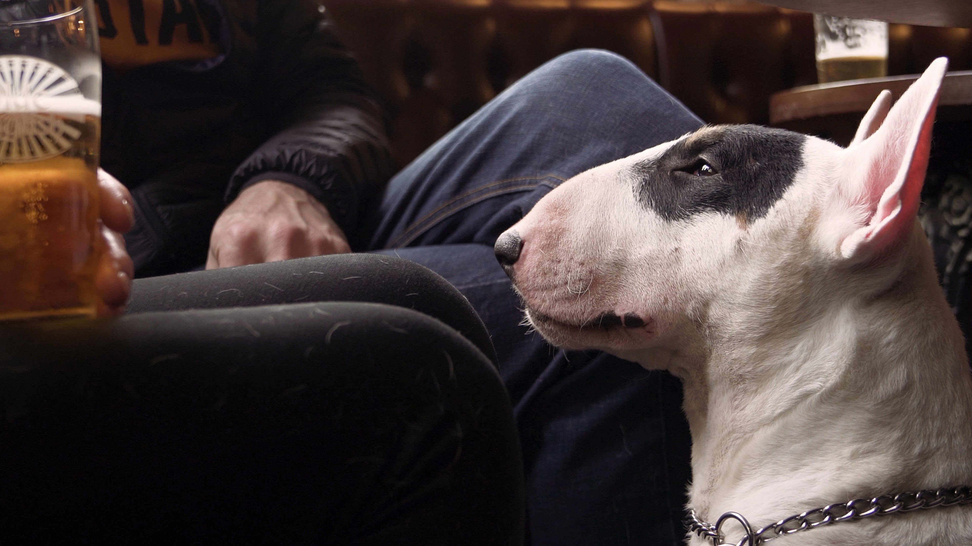 Backdrop for We Don't Deserve Dogs