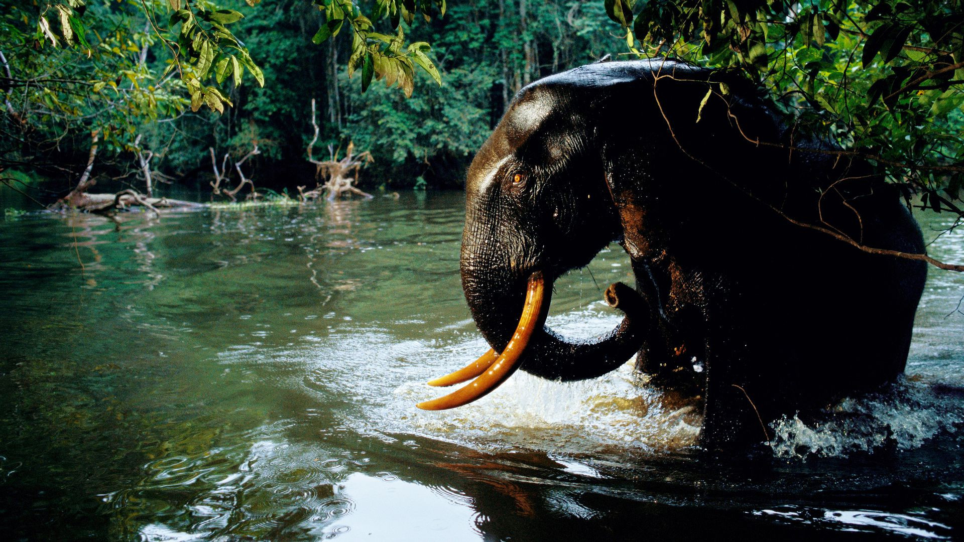 Backdrop for Life in the Great Wetlands
