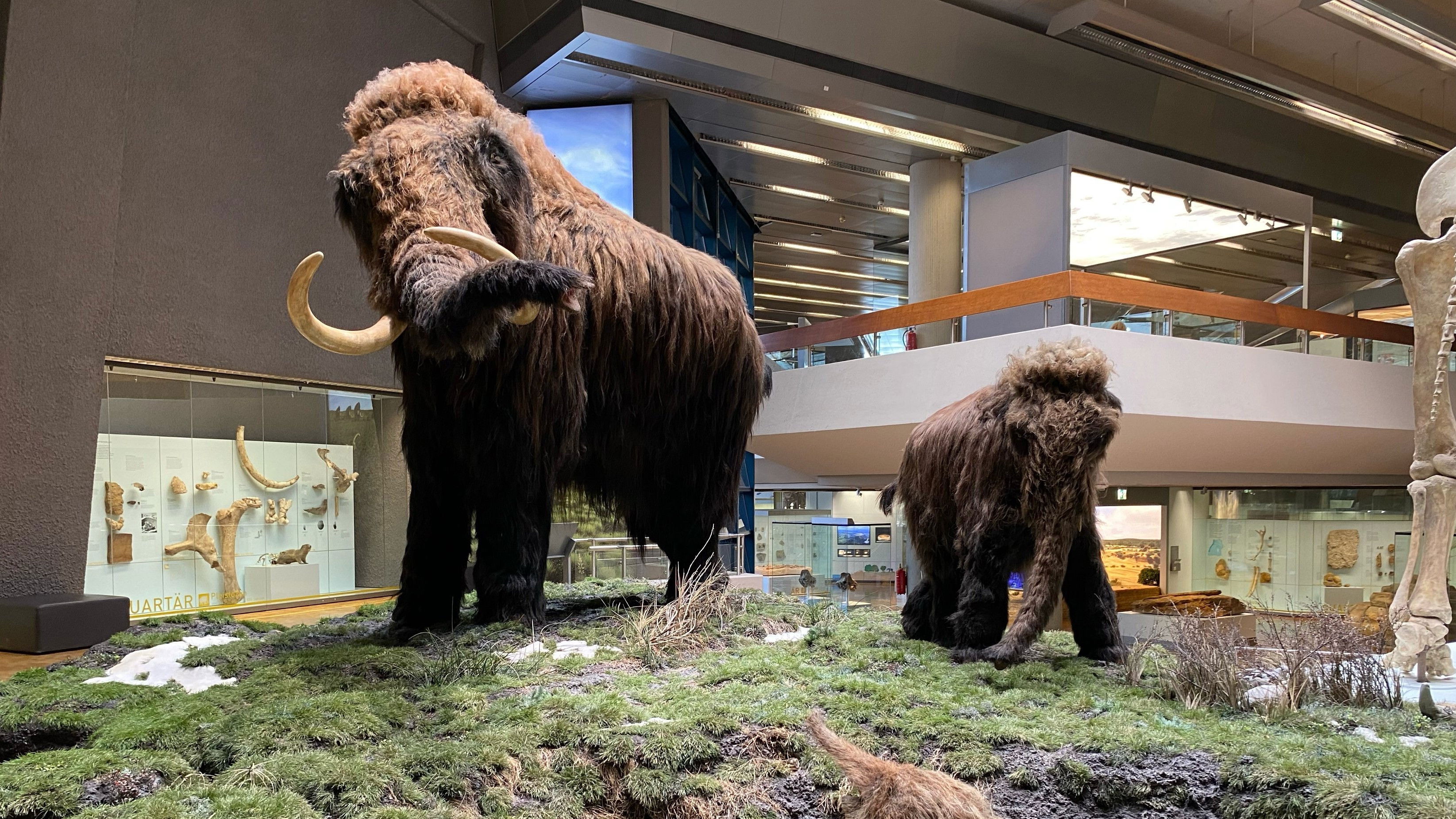 Backdrop for Ein Mammut-Projekt – Wiedergeburt ausgestorbener Arten