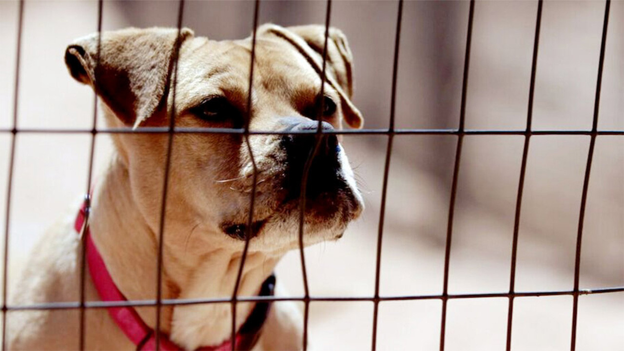 Backdrop for The Champions