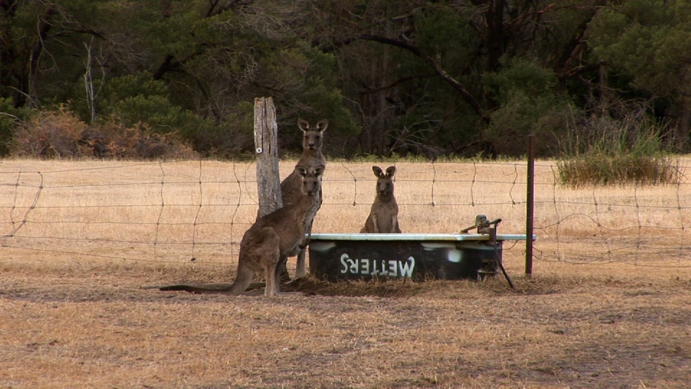 Backdrop for Suzy & The Simple Man