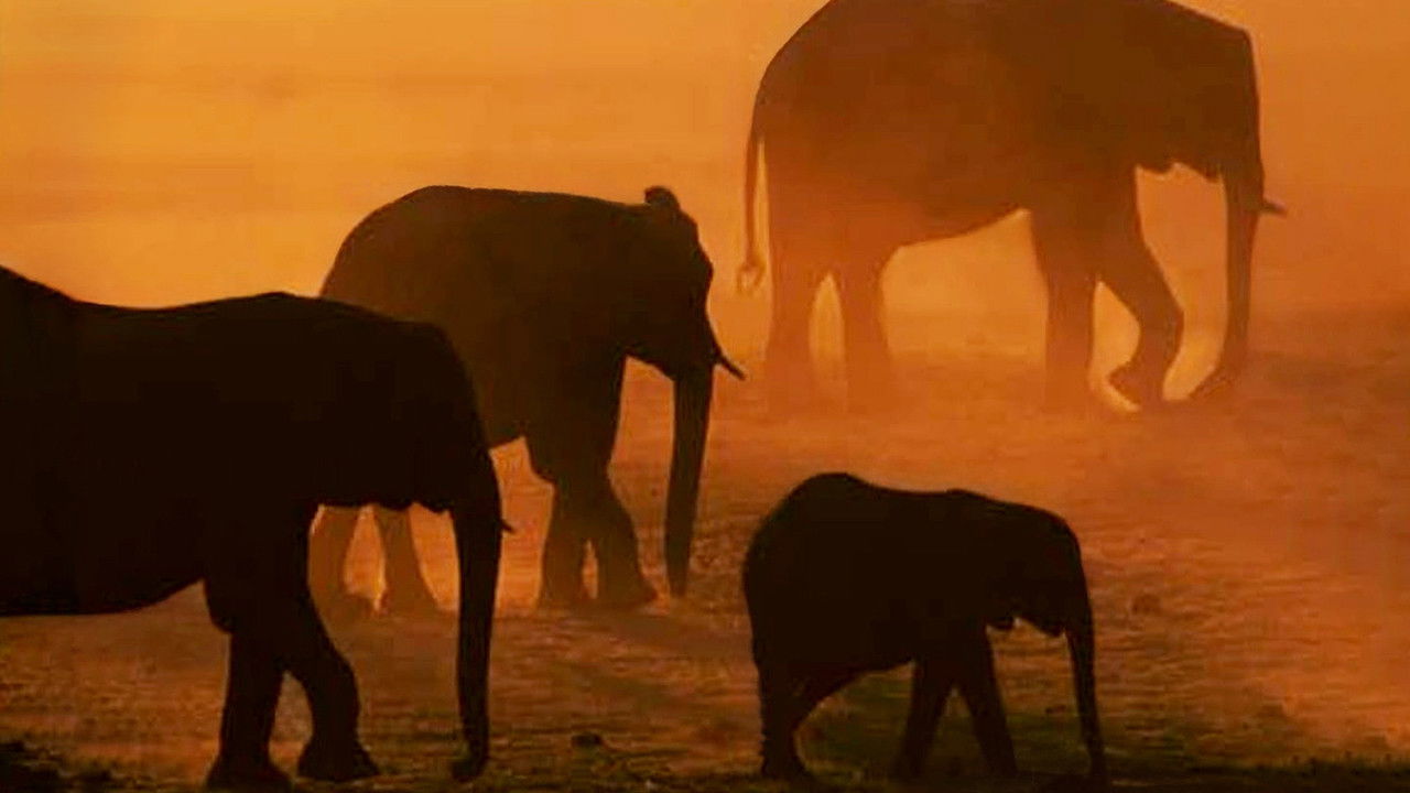 Backdrop for Disneynature: Migration