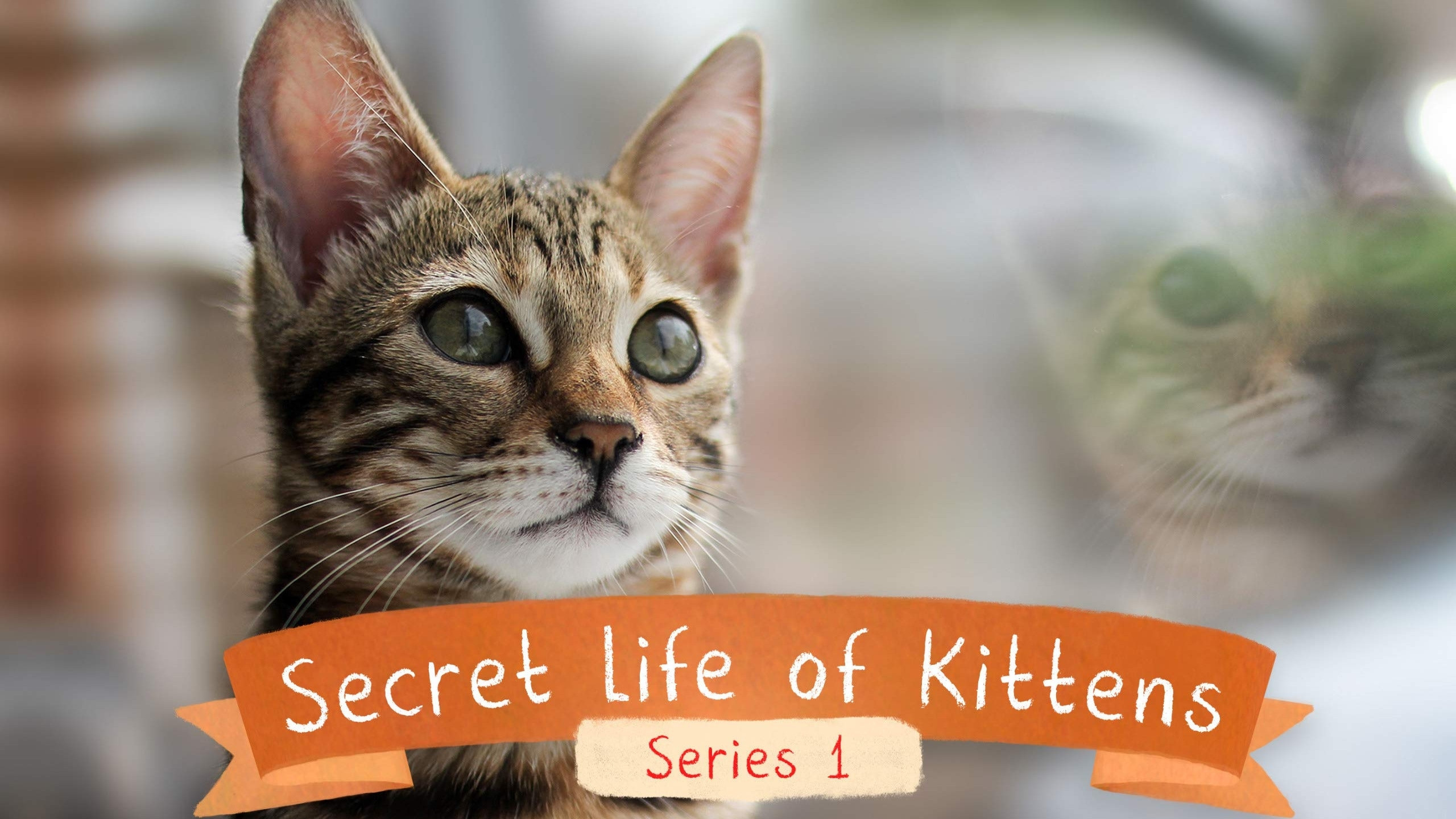 Backdrop for The Secret Life of Kittens
