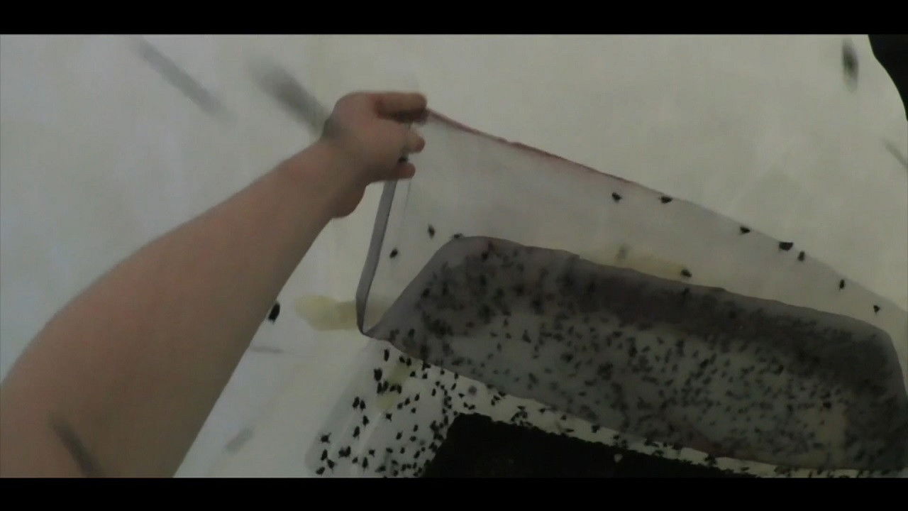 Backdrop for Een Gebeuren