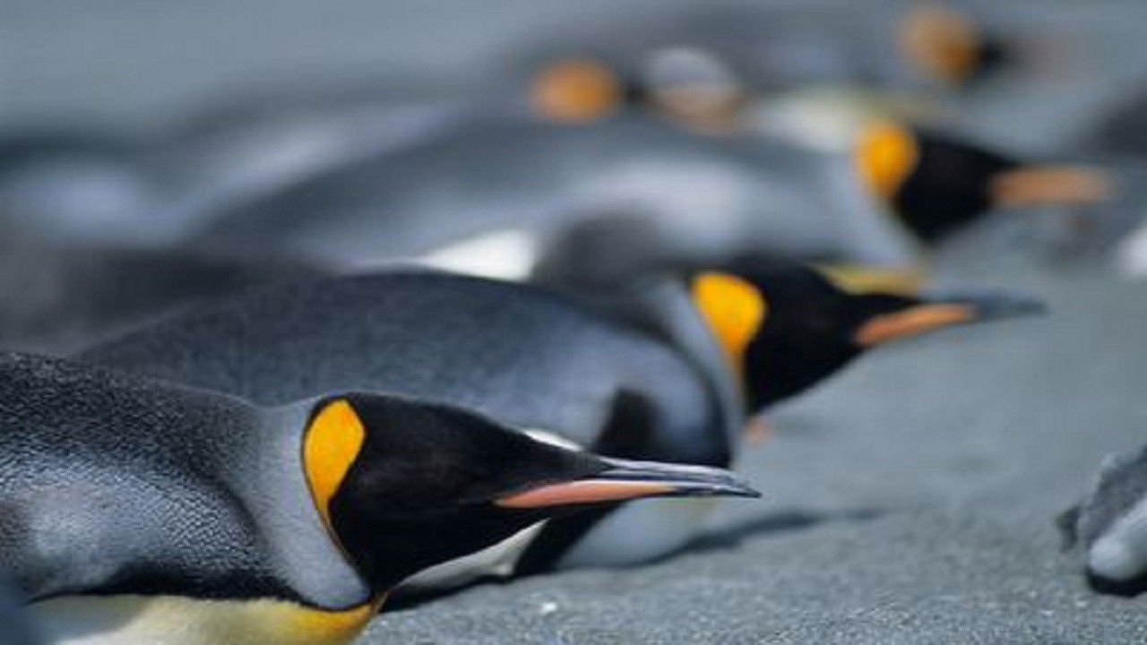 Backdrop for Penguins: The Story of the Bird that wanted to be Fish