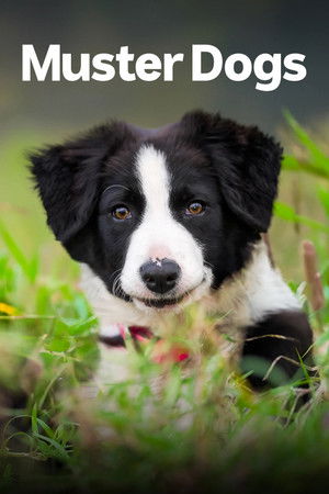Poster for Australian Border Collie pups