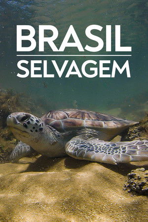 Poster for Coastline of Brazil
