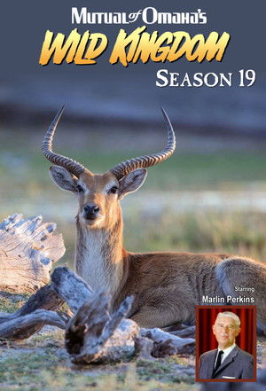 Poster for Season 19