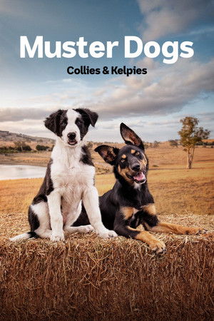 Poster for Collies & Kelpies