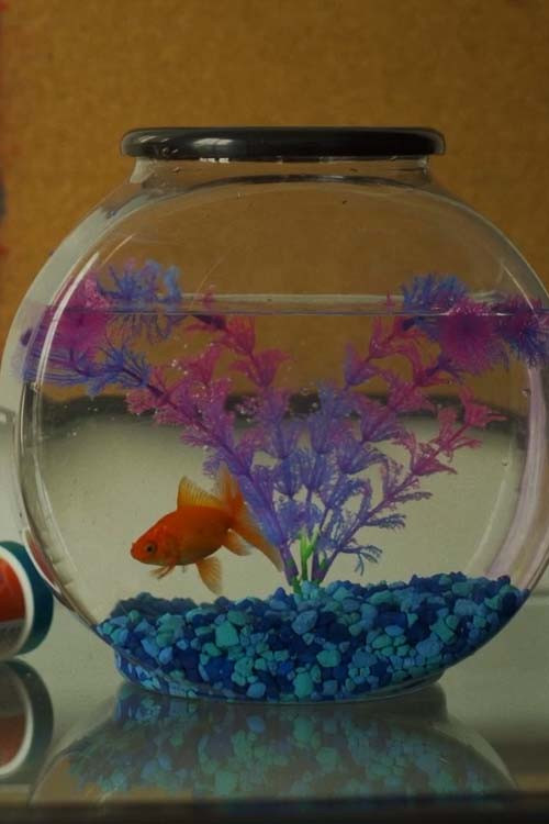 Photo of Herminio el Pez