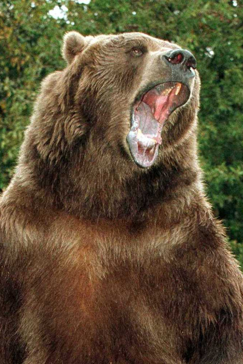 Photo of Bart the Bear