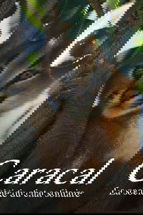 Caracal: The Lone Cat Society