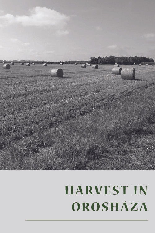 Harvest in Orosháza