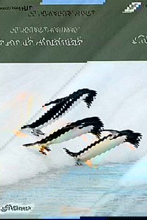 Rush Hour in Antarctica