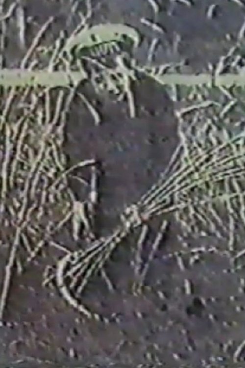 Ангел жатвы