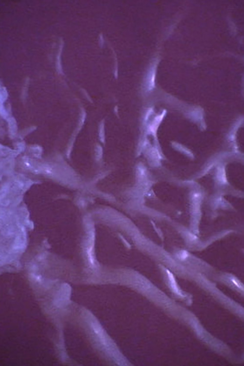 Photo of Sílvia das Fadas