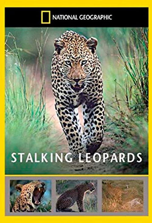 Stalking Leopards