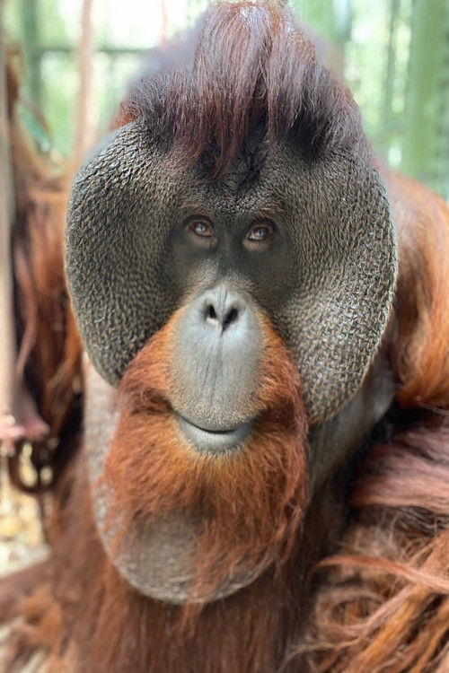 Photo of Sam the Orangutan