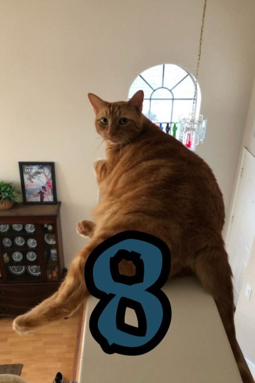 The Adventures of Murphy the Cat #8