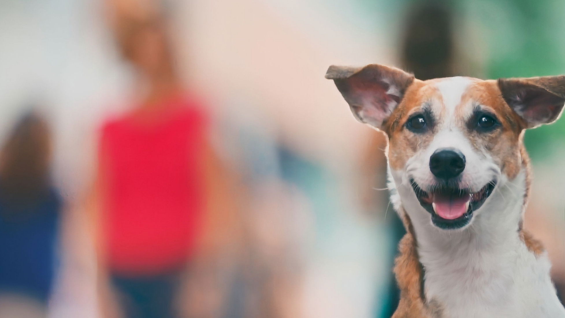 Backdrop for Vida Animal: Segunda Chance