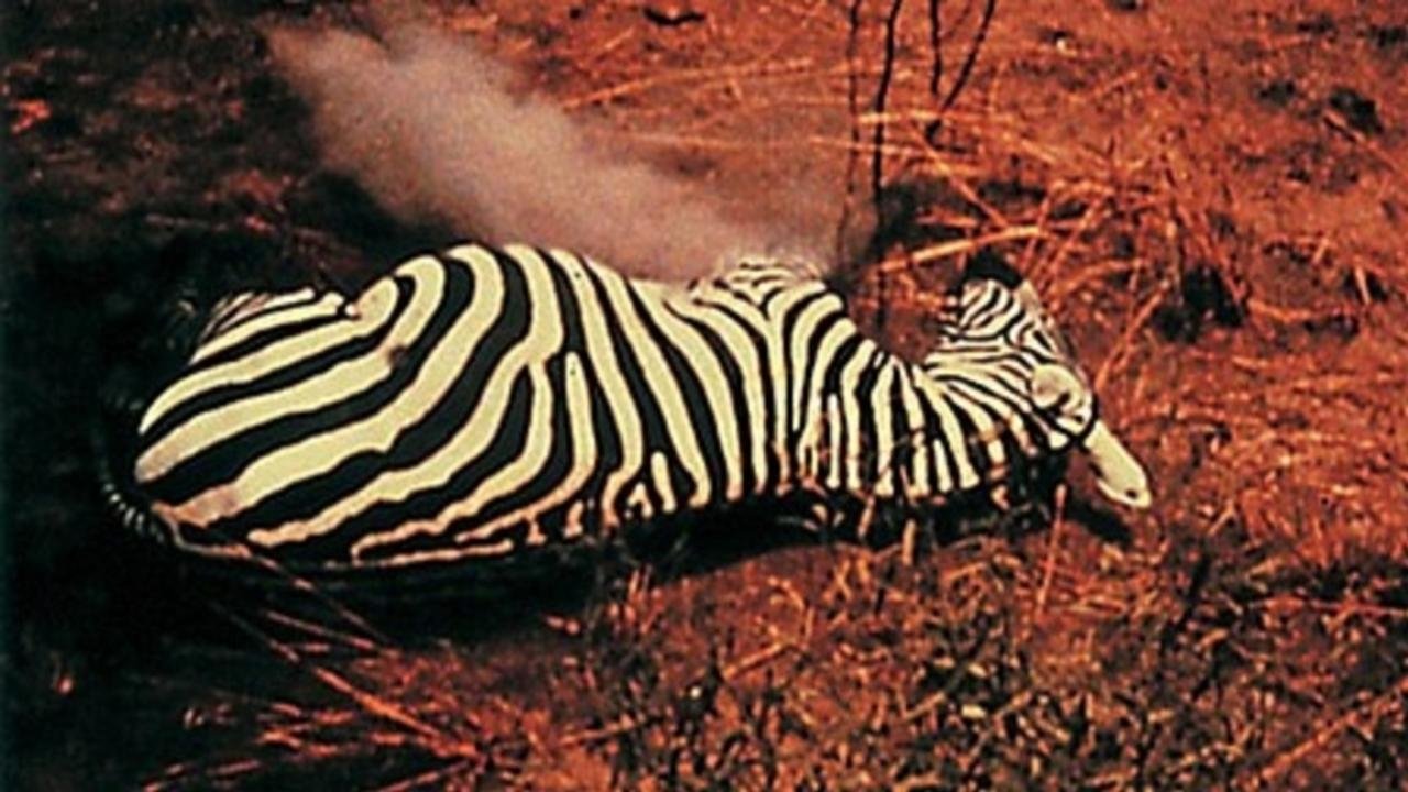 Backdrop for Our Trip to Africa