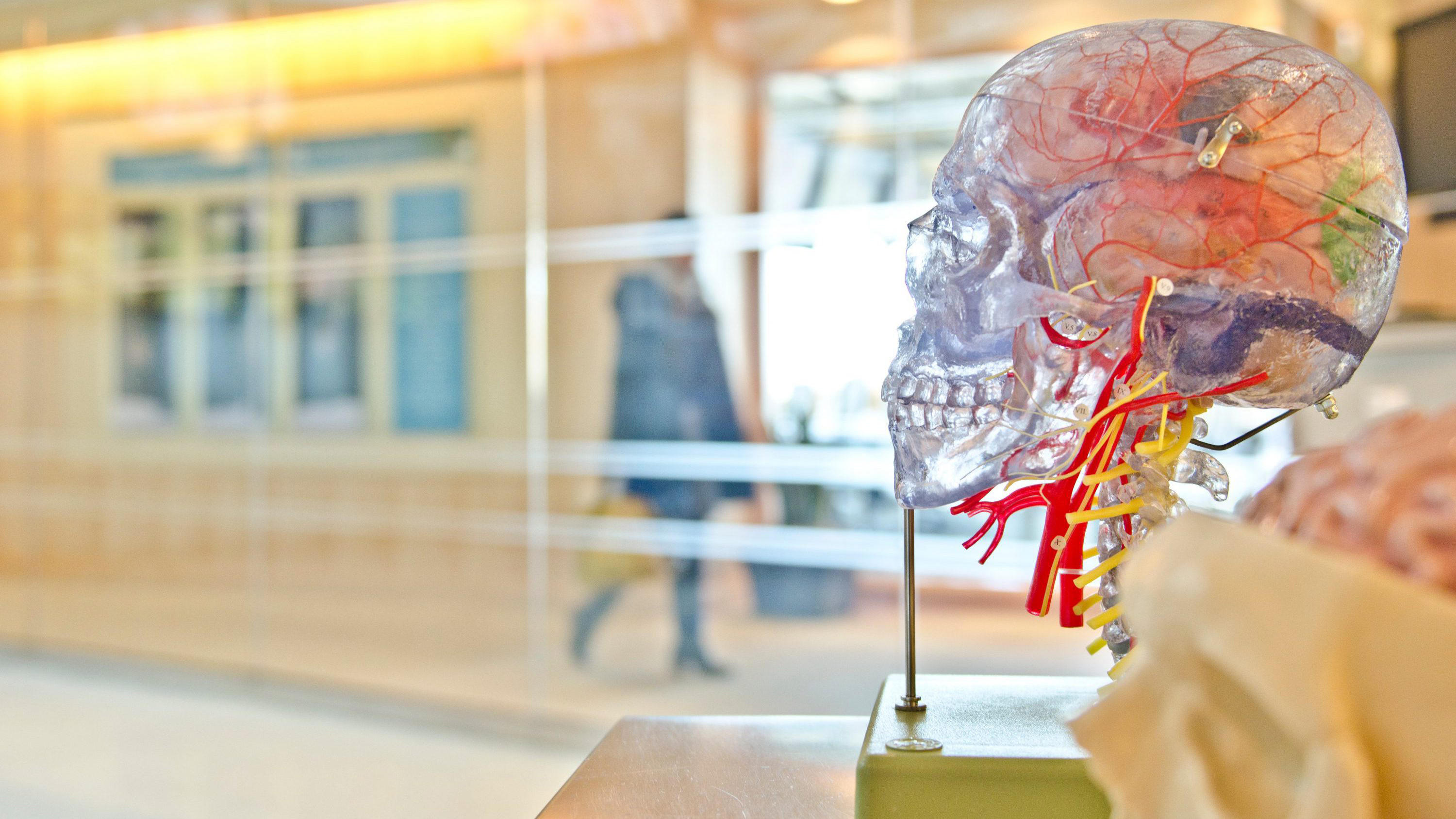 Backdrop for Secrets of the Brain