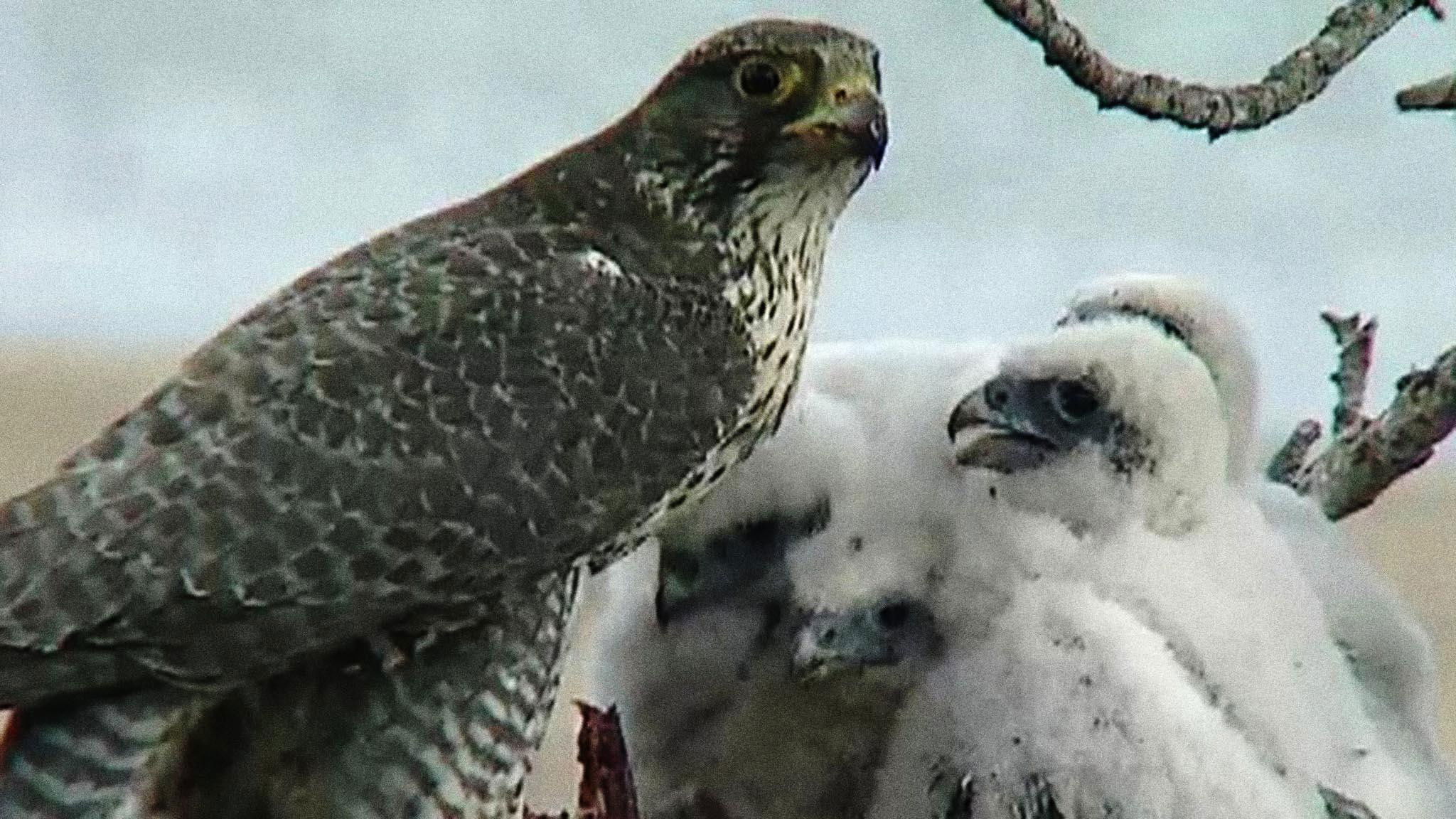 Backdrop for The Barrens Quest