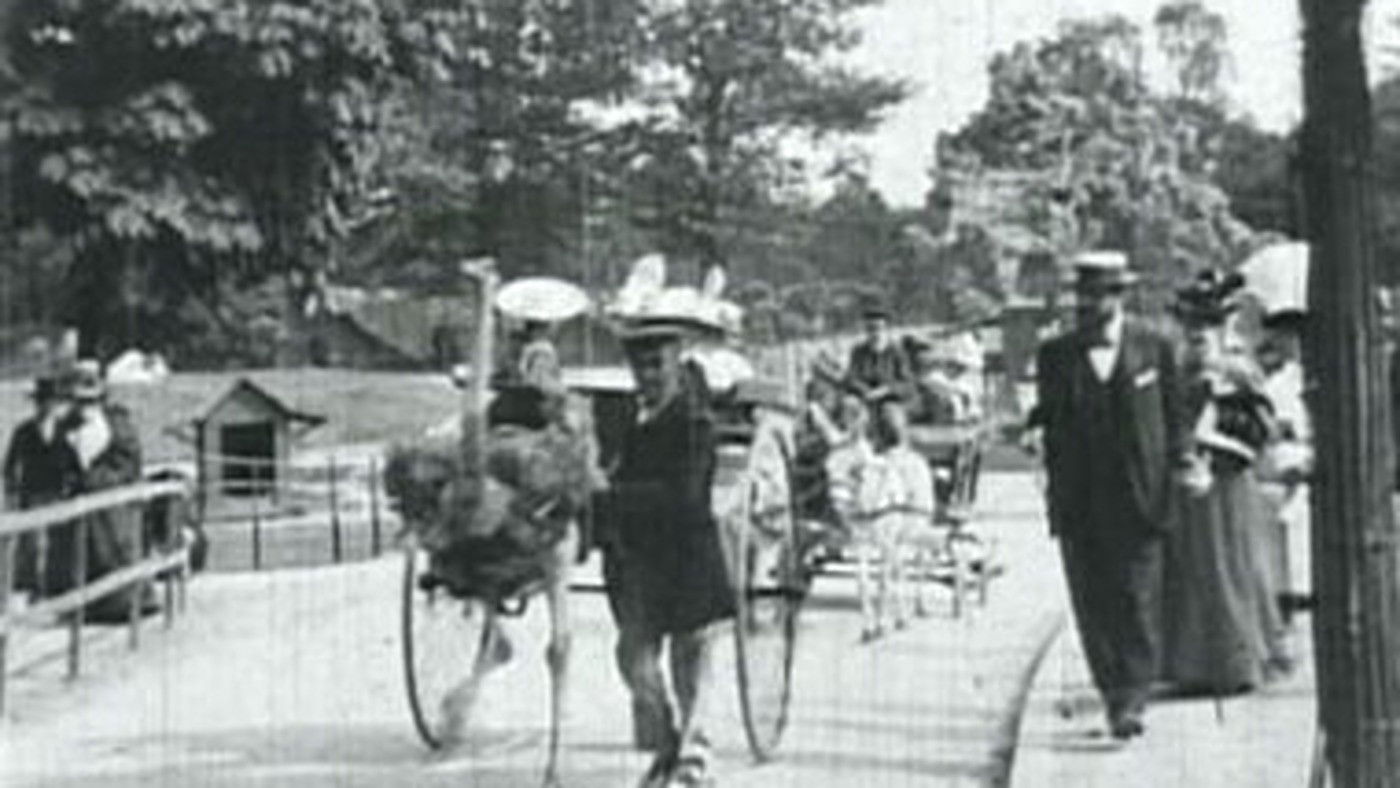 Backdrop for Ostriches