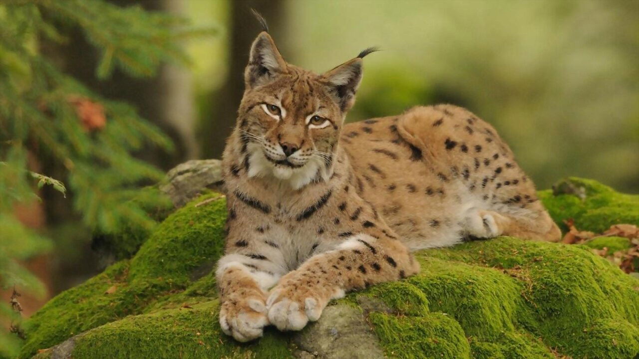 Backdrop for Im Wald der Luchse