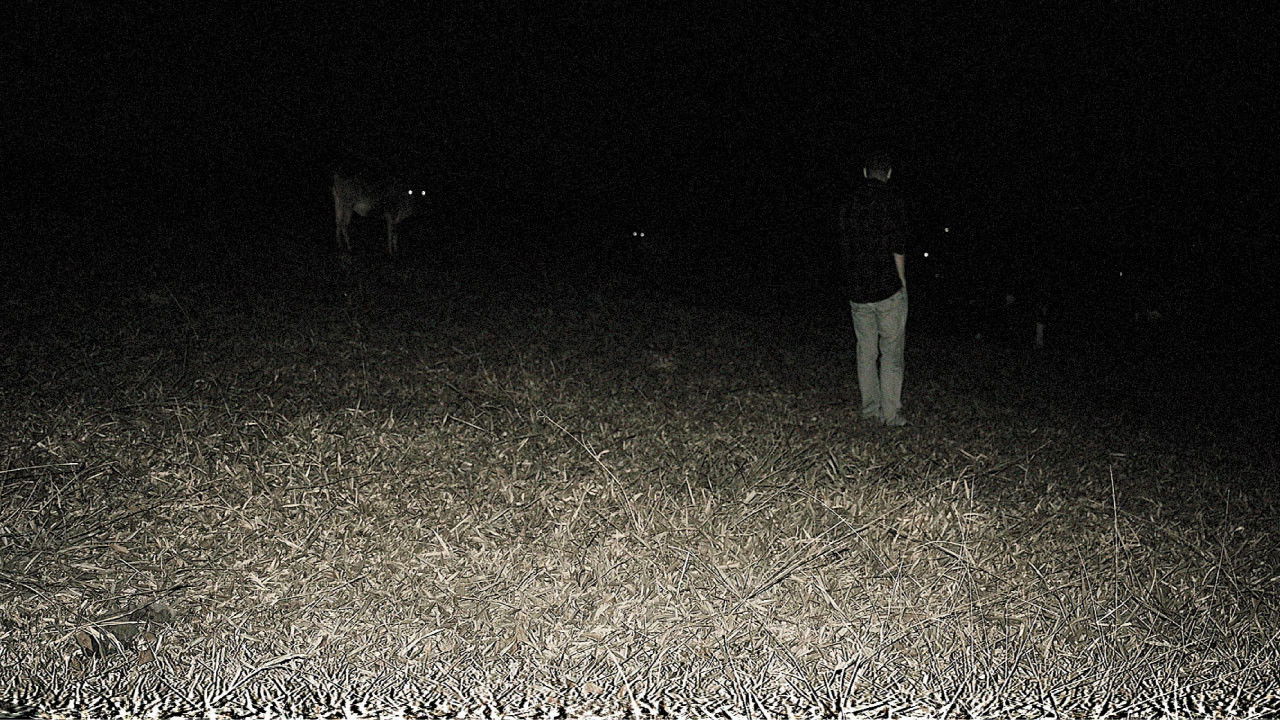 Backdrop for Predação Noturna