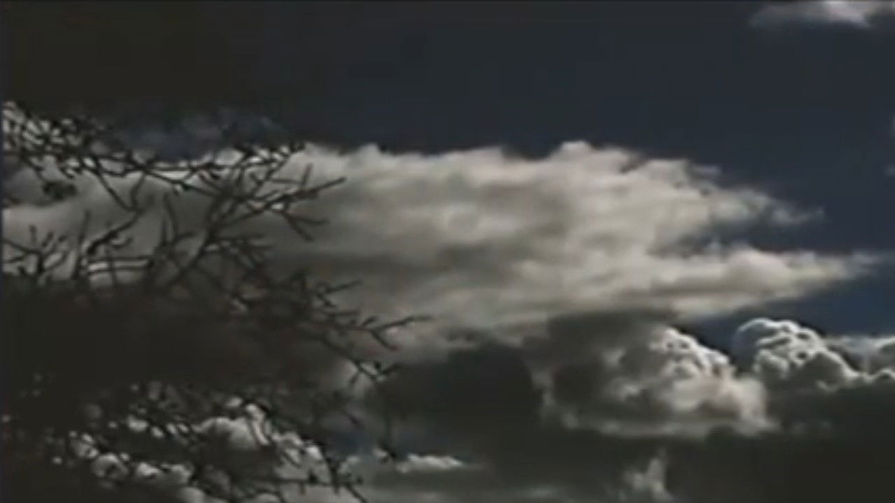 Backdrop for The Field Is White