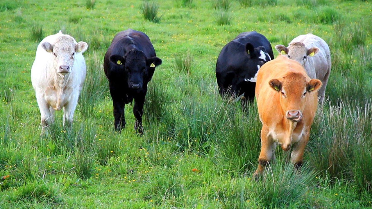 Backdrop for put the goat in the goat boat